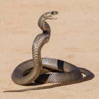 Snake Control